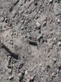 Day 4 - Hummocks - Grasshopper camoflage Day 4 - Hummocks - Grasshopper camoflage